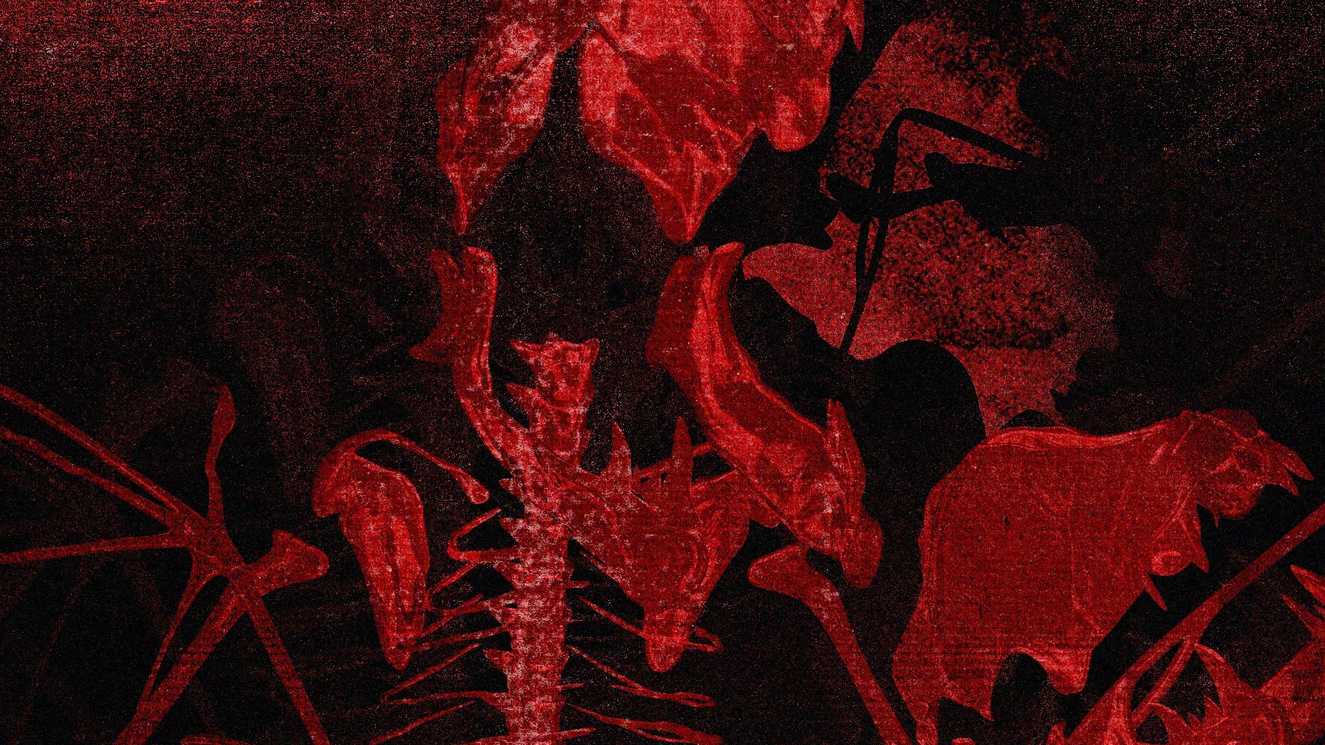 Image du projet